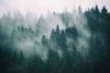 Misty mountain and forest landscape