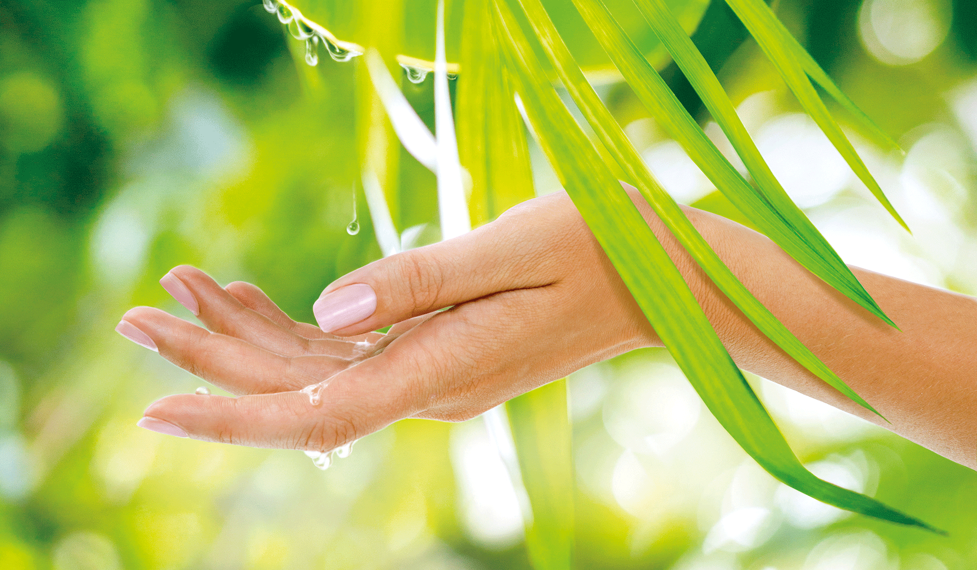 a hand touching palmtree leaves