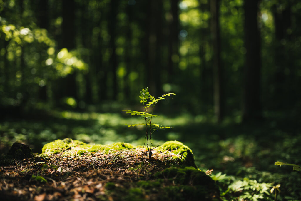 Young rowan tree seedling grow from old stump