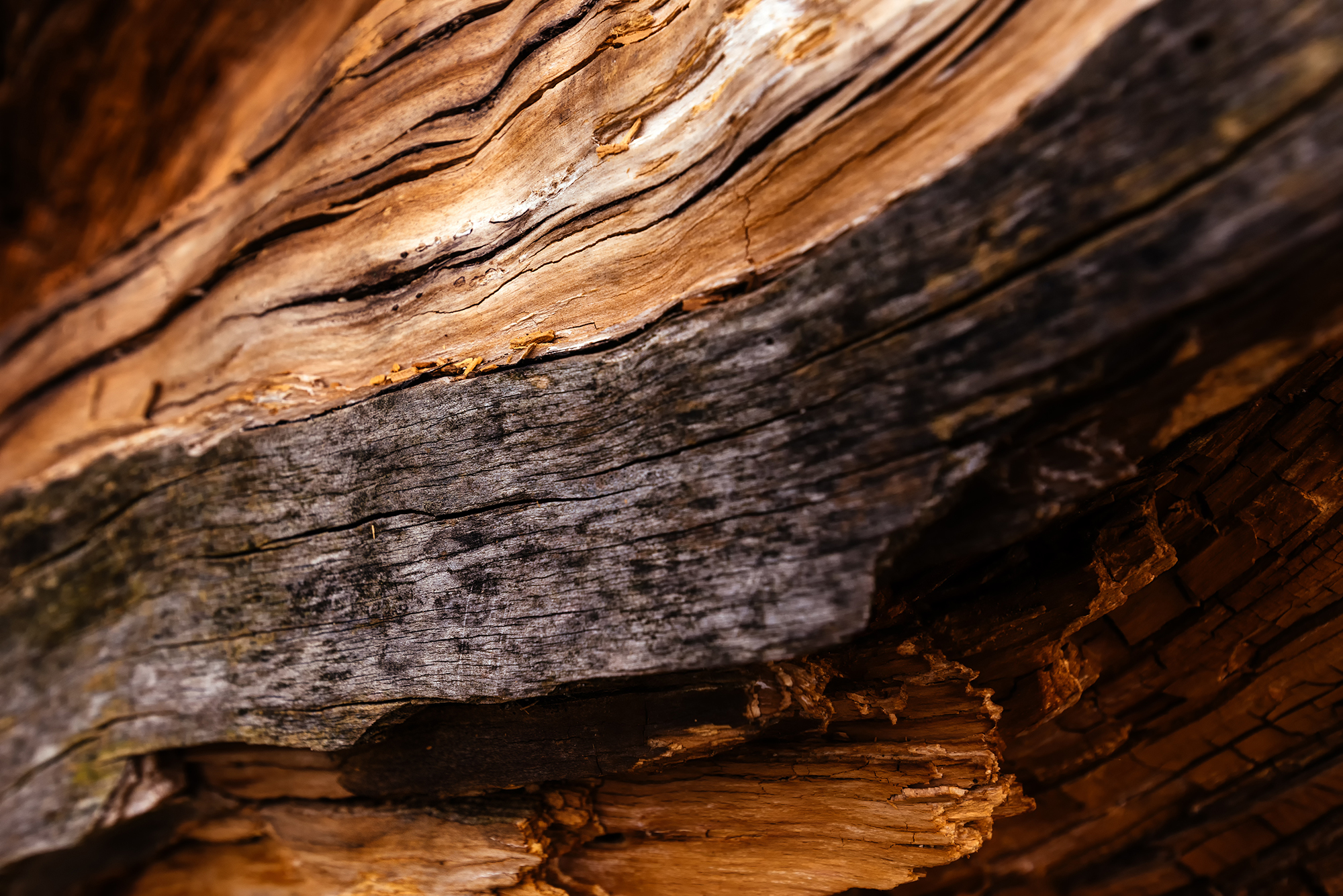 close-up of brown wood texture